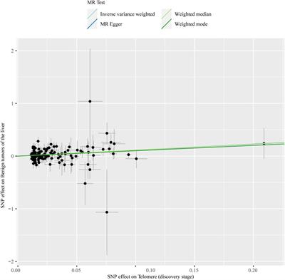 Causal relationships between telomere length and liver disease: a Mendelian randomization study